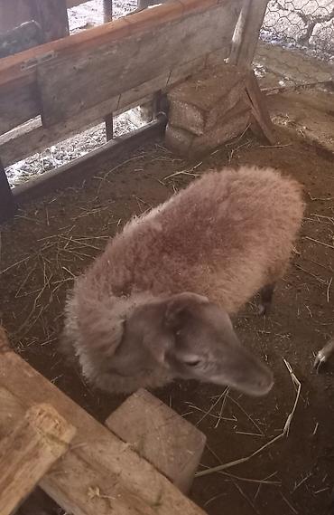 Mazazirda suber quzu 4 ayliq ot arba canavar kimi yeyir yemcil quzu lalafo.az -da Mazazirda suber quzu 4 ayliq ot arba canavar kimi yeyir yemcil quzu