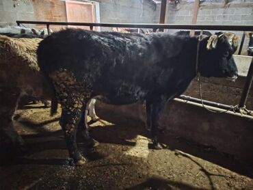 Коровы, быки: Продаю | Тёлка | Алатауская | На забой, Для разведения — 6