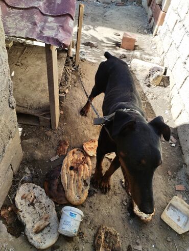 albay itleri: Doberman, 2 il, Erkek, Peyvəndli, Ünvandan götürmə