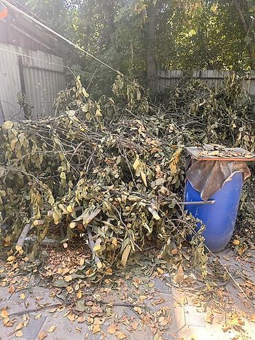 Бактарды кыюу, отундарды даярдоо: Ветки и стволы после обрезки деревьев…. - Породы: смешанные садовые — 2