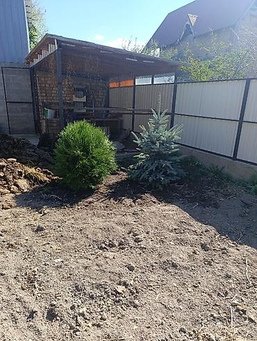 Үй жана бакча: Ель колючая (Picea pungens), голубая форма + туя западная (шаровидная) — 3
