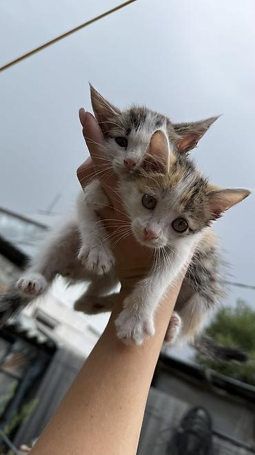 Мышыктар: Котята: мальчик и девочка К латку приучены, игривые кушают очень — 5