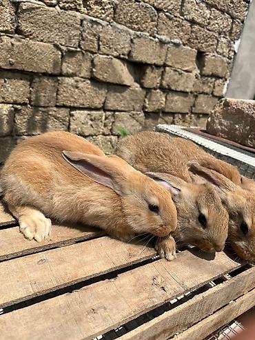 сколько стоит собака бу: Təcili satılır. Şəkildə göründüyü kimidir.Velikan balaları satılır — 6