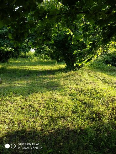 barı ağac var b: 32 sot, Tikinti, Mülkiyyətçi, Kupça (Çıxarış)