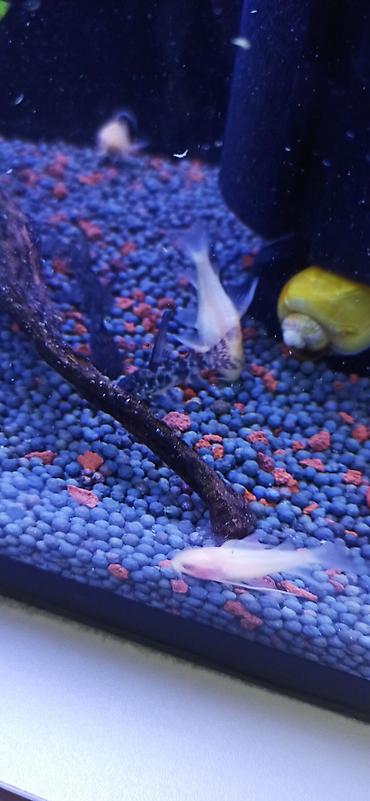 ucuz danalar: Akvarium üçün albino Corydoras panda (cory balığı) qrupu ölçüləri 5 sm — 7