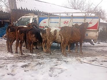 Коровы, быки: Продаю | Тёлка | Не стельные — 8