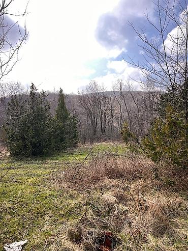 Torpaq sahələrinin satışı: Kənd təsərrüfatı -da lalafo.az — 12 Torpaq sahələrinin satışı: Kənd təsərrüfatı — 12