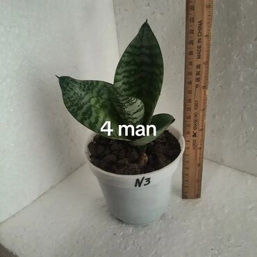 Otaq bitkiləri: Mini sansevieriya (qaplan dili) – saksıda dekorativ otaq bitkisi. - — 3