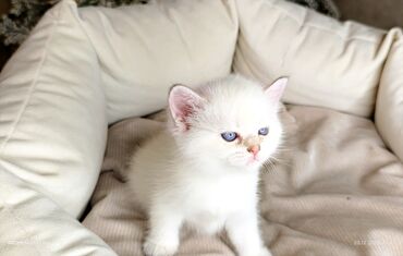 Xaltalar, qayışlar və tasmalar: 3 dişi öz pişiyimin balasıdır makler deiləm — 29