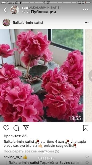 Otaq bitkiləri: Fialka startiorlari 4 azn — 6