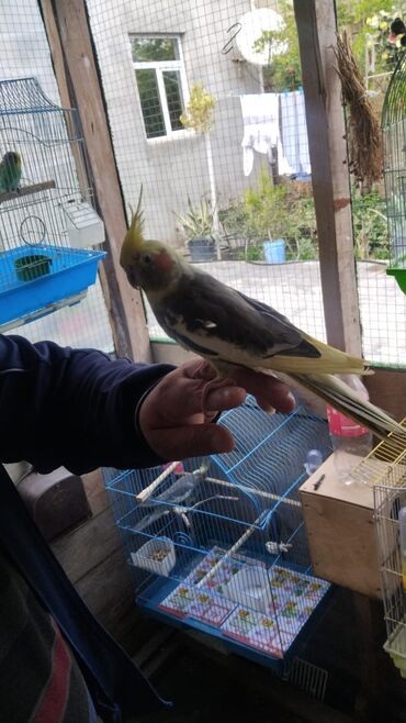 pişik ucun evlər: Nimfa (cockatiel) papağanı - Növ: Nimfa (Nymphicus hollandicus) -