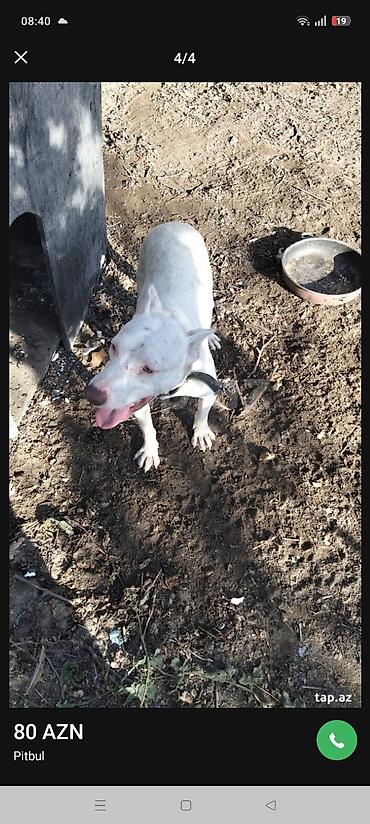 Pitbul, 1 il, Dişi