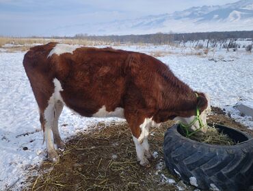 Коровы, быки: Продаю | Корова (самка) | Для молока | Привязанные — 9