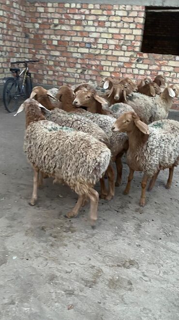 Бараны, овцы: Продаю | Овца (самка) | Арашан | Для разведения | Матка — 8