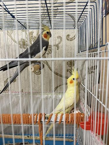 Зоотовары: Məhsul: Nimfa (cockatiel) cütü və qəfəs dəsti Dişi ve Erkek, disi 6 — 1
