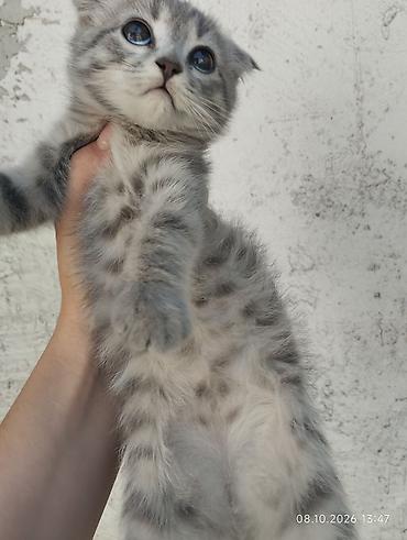 Продажа кошек: Котята, помёт из нескольких малышей.мама вислоухая шотландка Окрас в — 3