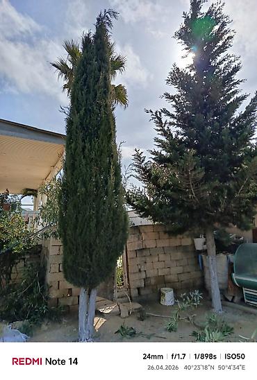 Ağaclar: Thuja (sütunvari) ağacı – landşaft üçün - Növ: iynəyarpaq, sütunvari — 2