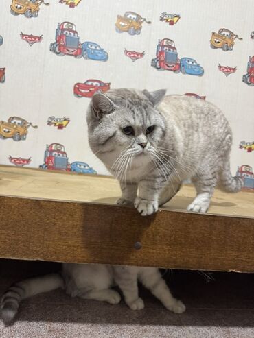 Pişiklər: Britan — 6