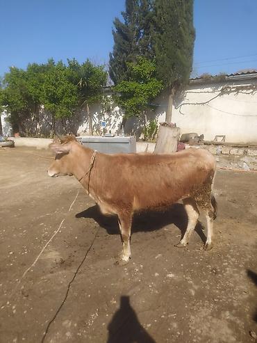 Dana, buzov: Dana, buzov — 1