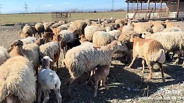 Qoyunlar, qoçlar: Dişi, il: 1, Damazlıq, Pulsuz çatdırılma — 11