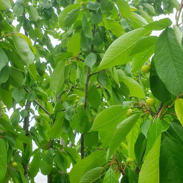 Torpaq sahələrinin satışı: 106 sot, Kənd təsərrüfatı, Mülkiyyətçi, Kupça (Çıxarış) — 2