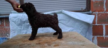 Psi: Prelepi štenci Lagoto Romanjolo dostupni za nove domove. Rođeni — 1