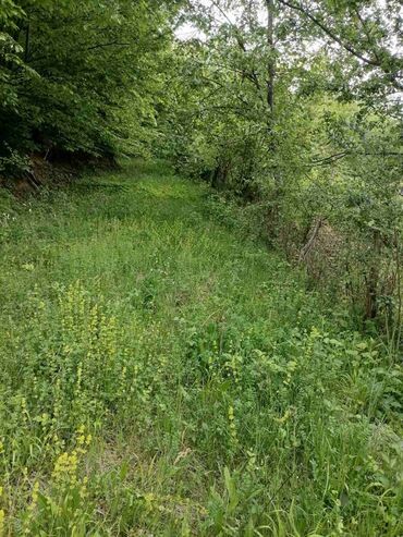Prodaja zemljišta: Prodajem ili bih menjao tri vezana placa u Loznici od 30 ari sa — 14