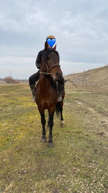 Лошади, кони: Продаю | Жеребец | Конный спорт — 5