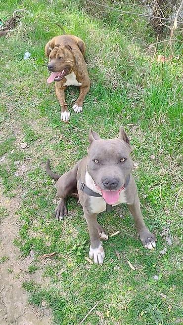 Продажа собак: Продаются чистокровные щенки Питбуля щенки крупные, здоровые и — 10