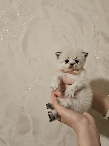 Pişiklər: Fars — 2