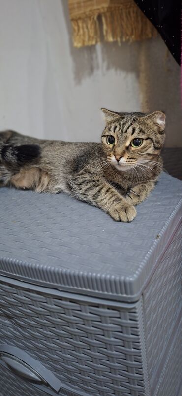 русская голубая кошка цена: Şotland yastı qulaq, Yaxşı əllərə