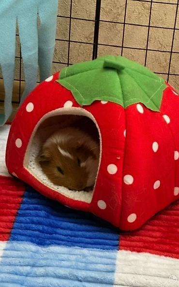 qefes xamyak: Mini donuz balası (guinea pig) üçün tam dəst ev və aksesuarlar tam — 5
