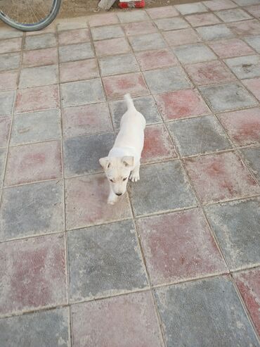 İtlər: Balaca, krem rəngli it balası Xüsusiyyətlər: - Ağımtıl/krem rəngli — 5