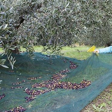 badam ağacı: Meyvə yığımı üçün yaşıl toplama toru - Məhsul növü: Zeytun və digər — 4