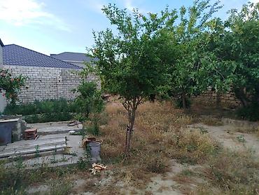 Torpaq: 4 sot, Tikinti, Mülkiyyətçi, Kupça (Çıxarış) — 2