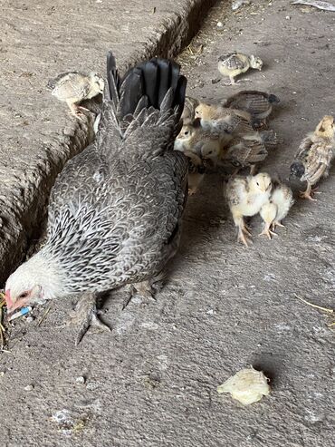 страус птица: Продаю квочку карликовую и 16 цыплят им 3 недели