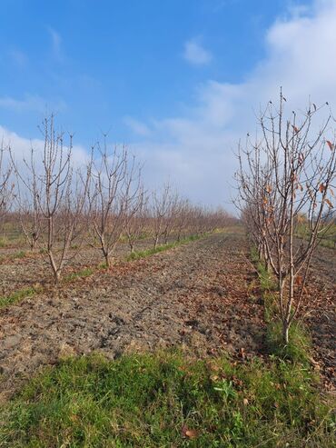 Torpaq sahələrinin satışı: Quba-Xaçmaz ərazisindədir Asvalt yola 5km yaxınlıqda 6 illik karmen — 2