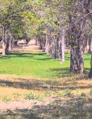 Продажа участков: 300 соток, Для строительства — 10