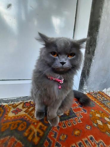 cins buzovlar: Erkək — 4