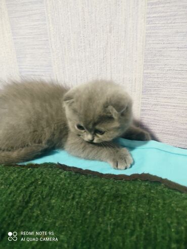 Pişiklər: Şotland, Erkək, Dişi, Yaxşı əllərə, Ünvandan götürmə — 23