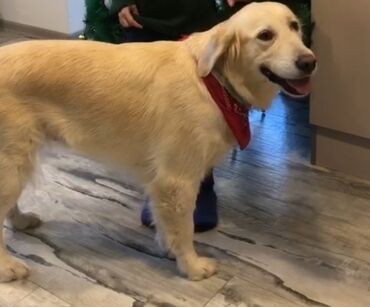 labrador retriver: Retriever, 2 il, Dişi, Peyvəndli, Ünvandan götürmə