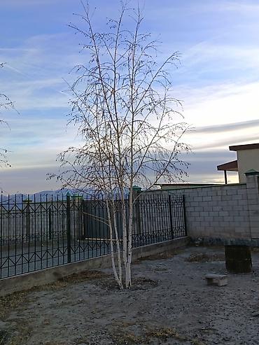 Другие декоративные деревья: 4 Елка 2 берёза сатылат бары 10миң сом Ель голубая (Picea pungens) — 9