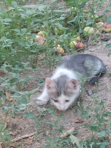 возьму кота: Эркек