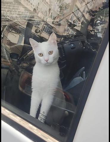 bala pişikler: Türk anqora, Dişi, Yaxşı əllərə, Ödənişli çatdırılma — 3