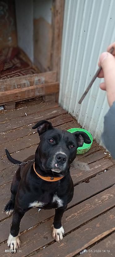 Продажа собак: Питбуль, 7 месяцев, Самка, С прививкой — 4