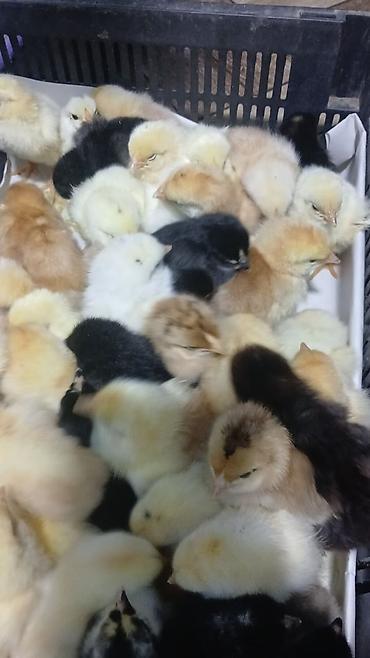 Digər quşlar: Her nov cuce satişi. xarkov çil 2m xarkov 1.50m atkas 3m avstroluq 3m — 17