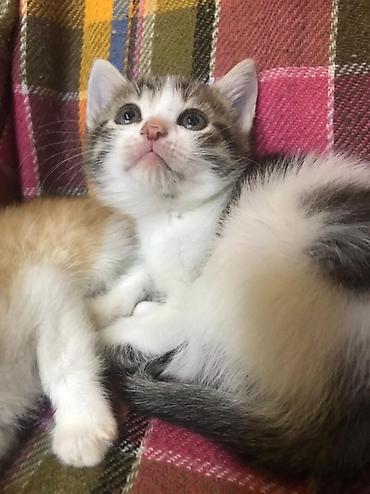 Pişiklər: Şotland — 7