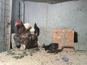 Gəmiricilər: Toyuq cücələri, Damazlıq, Ödənişli çatdırılma