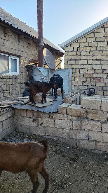 südlük inek satilir: Heleb merkezi biri qarın doğub. balansında dişidi ikisi 350.unvan — 1