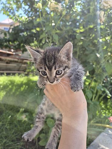 кошки сиамская: ‼️‼️Осталась только чёрная Котята домашние, помёт от одной кошки. На — 1